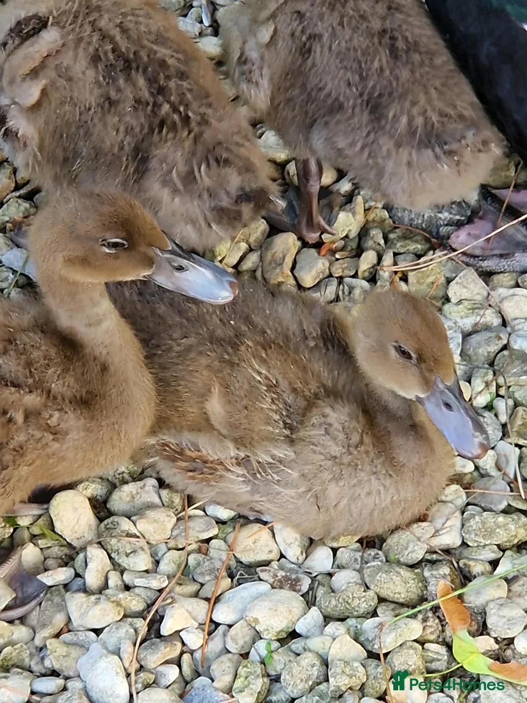 Ducks poultry for sale: Ducklings  in Street - Advert 3