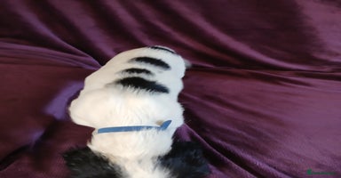 English Springer Spaniel dogs - Advert 5