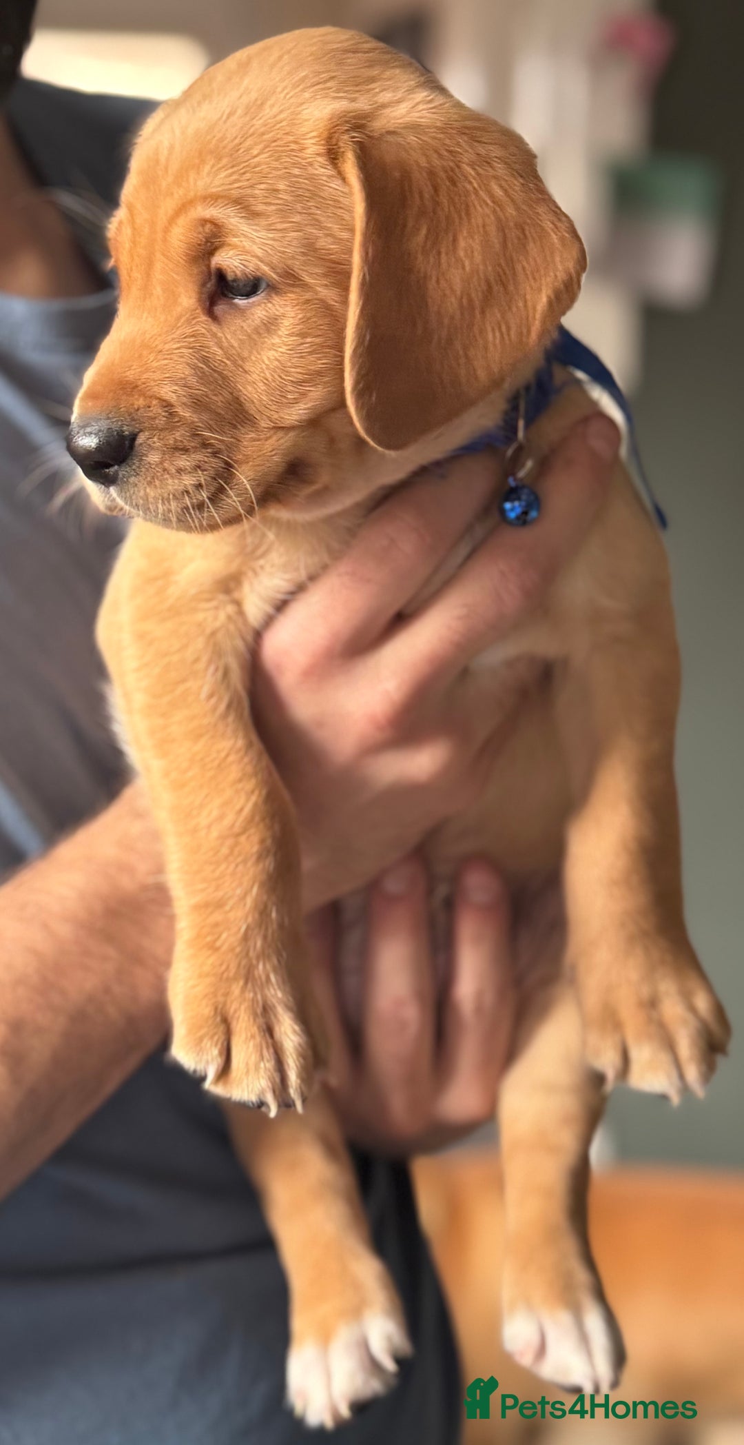 Labrador Retriever dogs for sale: Labradors fox red  - Advert 5