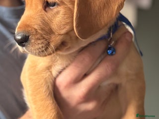 Labrador Retriever dogs Labrador ready to leave now !! - Advert 9