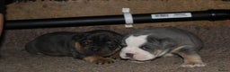 Olde English Bulldogge dogs for sale: Olde English bulldog puppies  - Advert 18