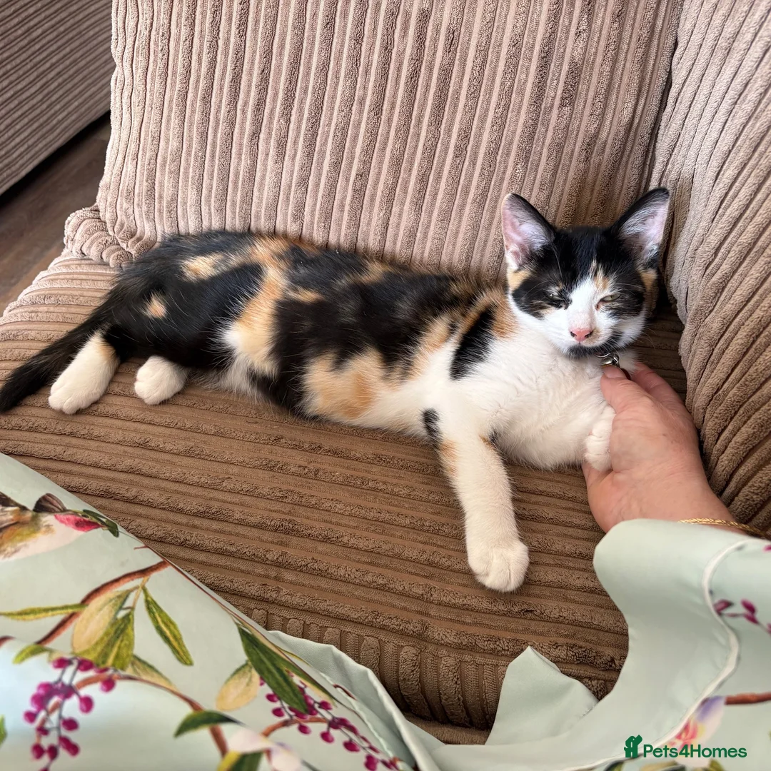 Mixed Breed cats for sale: Calico female looking for new home - Advert 2