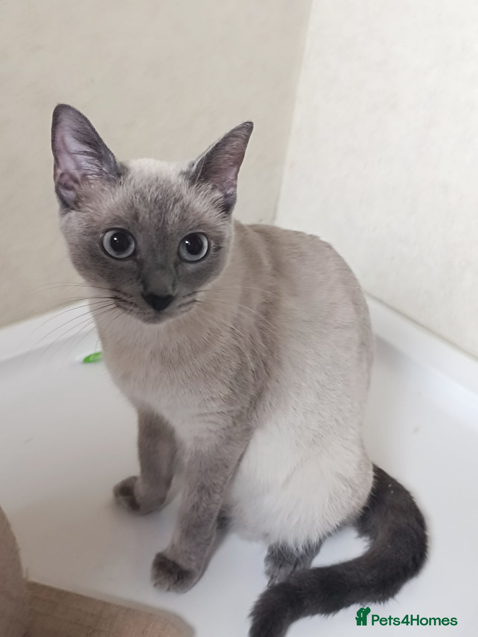 Mixed Breed cats for sale: For sale Russian blue pointed mix kittens...  - Advert 1