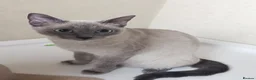 Mixed Breed cats for sale: For sale Russian blue pointed mix kittens...  in Great Yarmouth - Advert 1