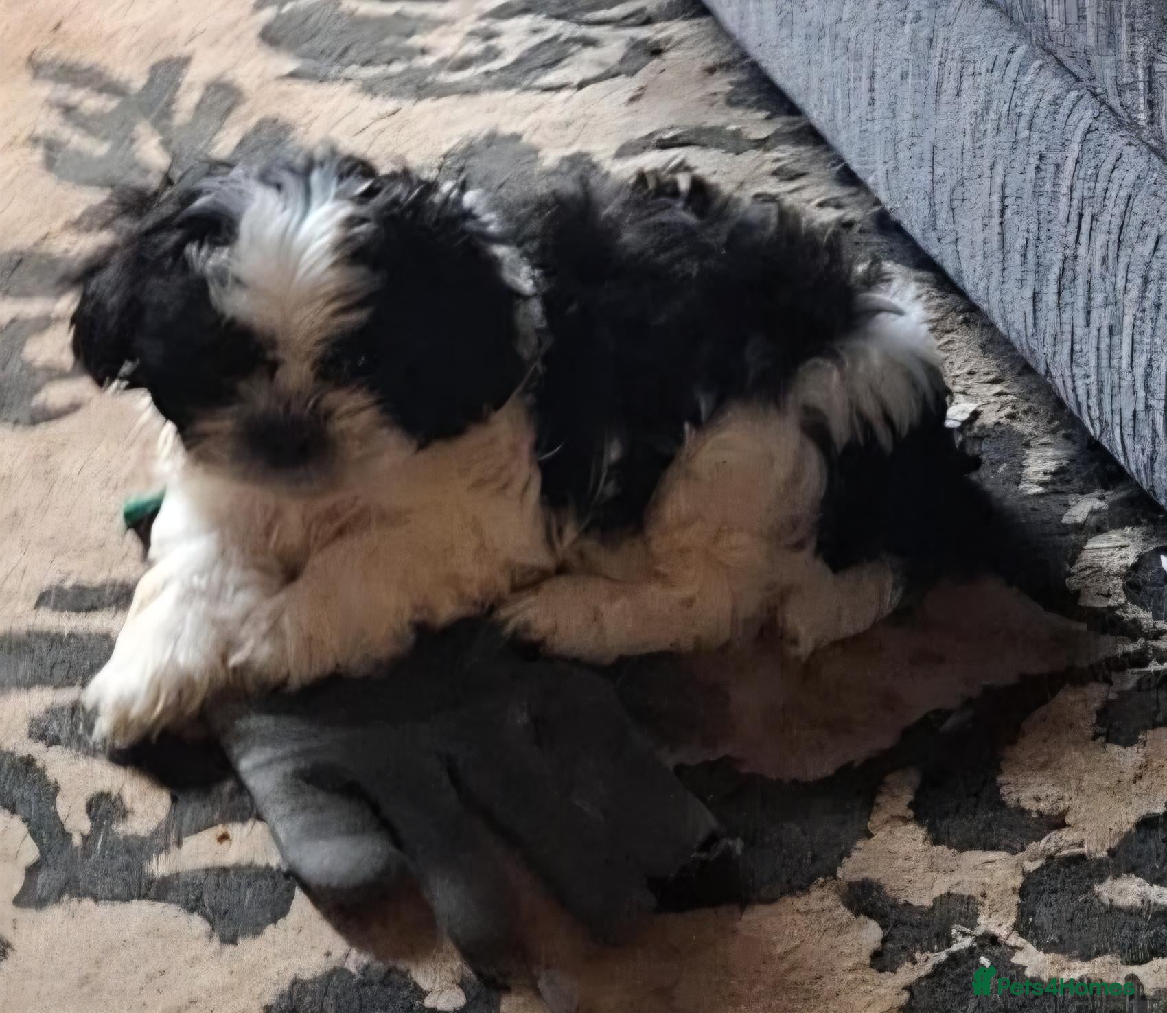Shih Tzu dogs shih tzu for sale - Advert 1
