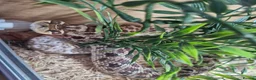 Snake reptiles for sale: Hognose snake in Gainsborough - Advert 6
