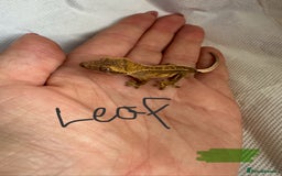 Gecko reptiles for sale: Baby crested geckos  - Image 17