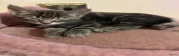 Mixed Breed cats for sale: Beautiful Kittens - Advert 12