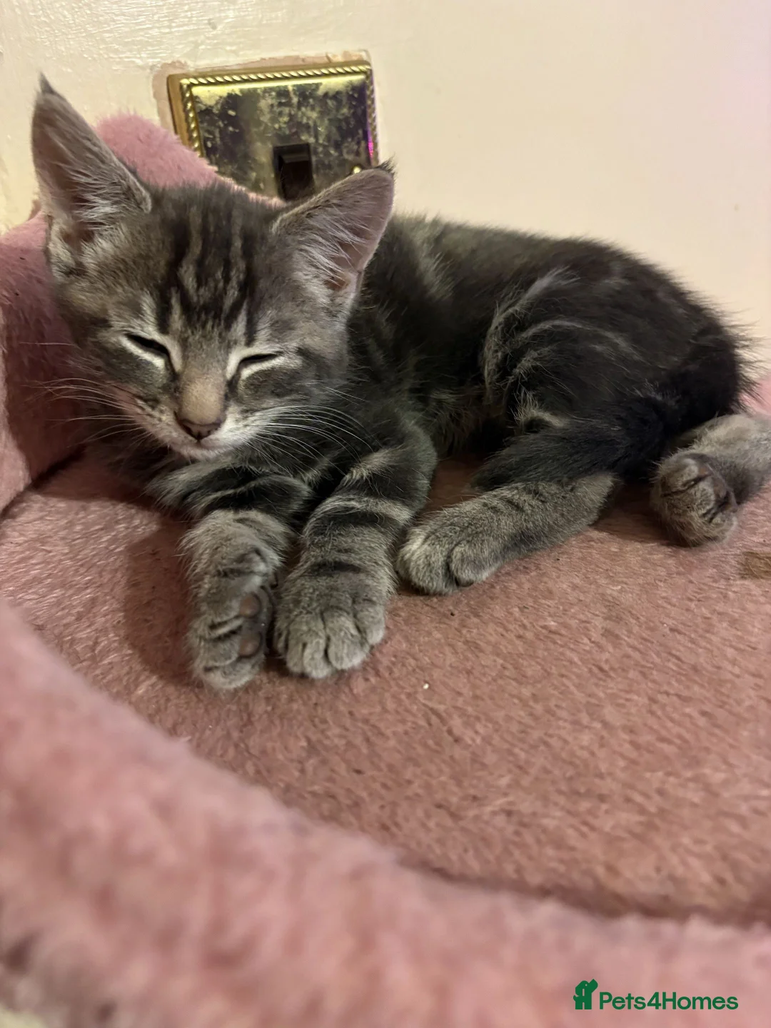 Mixed Breed cats for sale: Beautiful Kittens - Advert 12