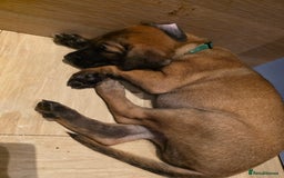 Belgian Shepherd Dog dogs for sale: Belgian malinois  - Image 8
