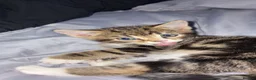 Mixed Breed cats for sale: 11 Week Male Kitten - Advert 3