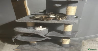 British Shorthair cats - Advert 15