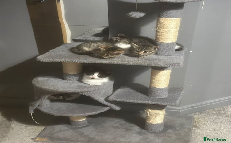 British Shorthair cats - Advert 2