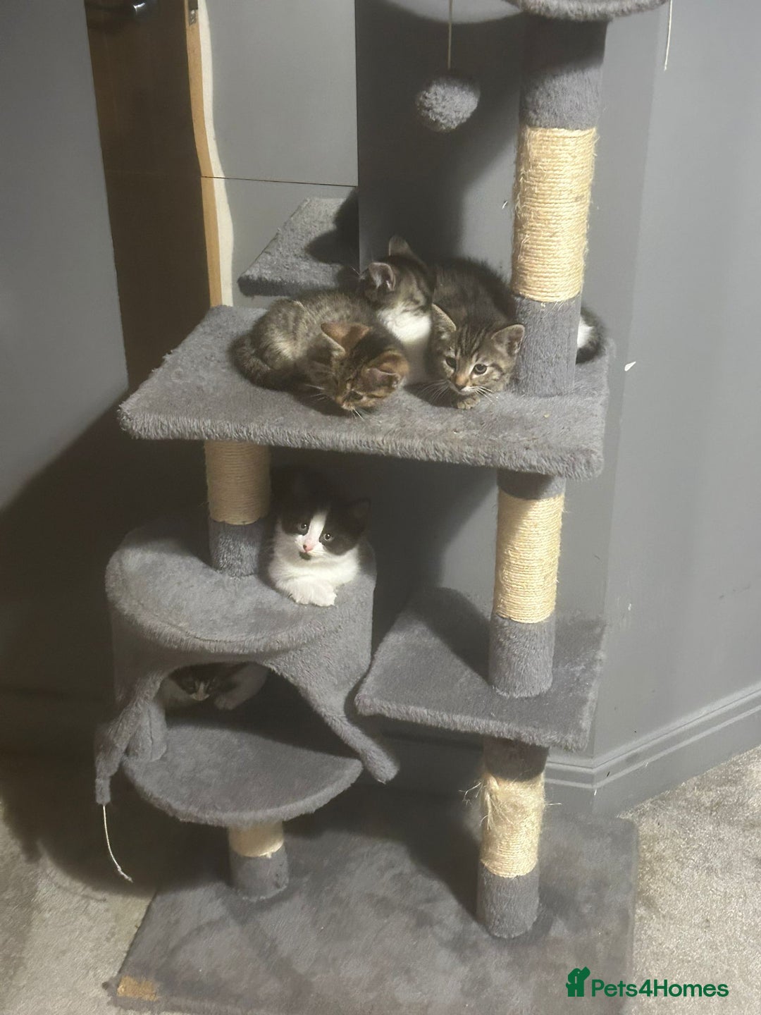 British Shorthair cats for sale: 7 kittens  - Image 1