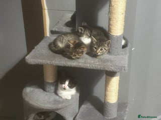 British Shorthair cats - Advert 7