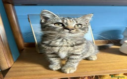 British Shorthair cats for sale: Pure British Shorthair Girls Ready Now! - Image 12