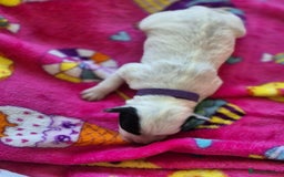 Mixed Breed dogs for sale: Mixed breed puppies for sale  - Advert 19