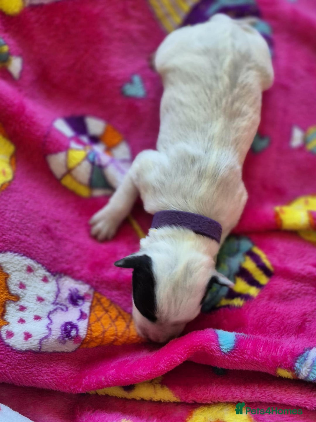 Mixed Breed dogs for sale: Mixed breed puppies for sale  - Advert 19