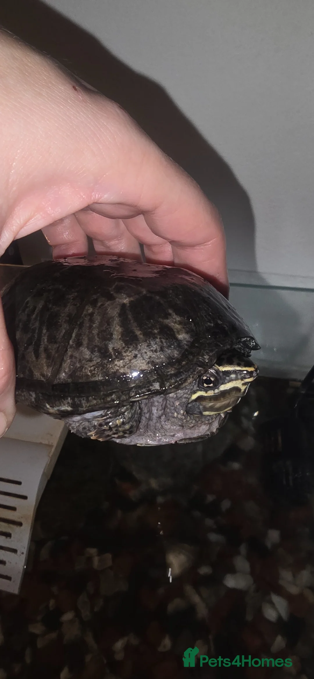 Turtle reptiles for sale: Musk turtle with full set up - Advert 3