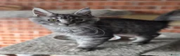 Maine Coon cats for sale: 🌟Tica registered mainecoons champion lines! 🌟 - Advert 11