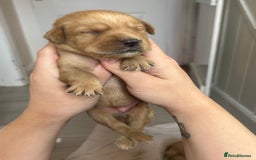Springador dogs for sale: 3/4 Labrador (Springador x Labrador) Pups for Sale - Image 27