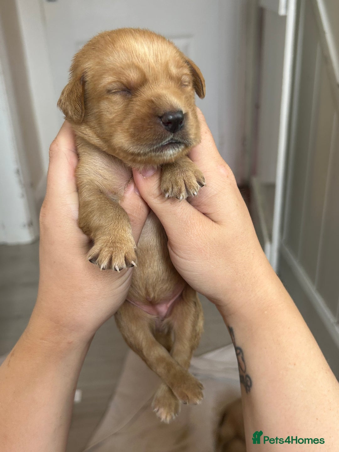 Springador dogs for sale: 3/4 Labrador (Springador x Labrador) Pups for Sale - Image 27