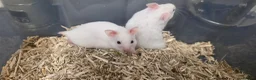Hamster rodents for sale: Baby Syrian Hamsters ready now  - Advert 5