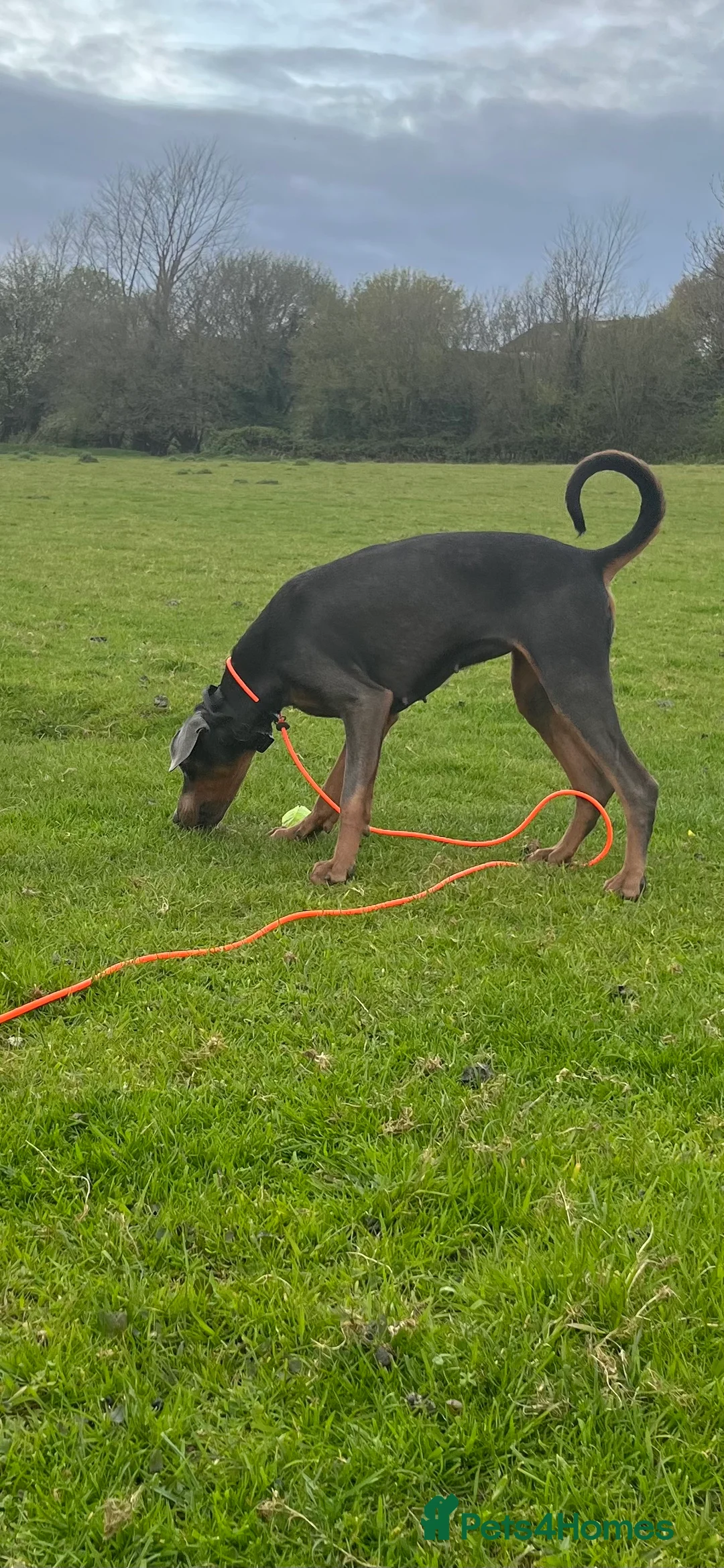 Dobermann dogs for sale: Female blue Doberman  - Advert 3