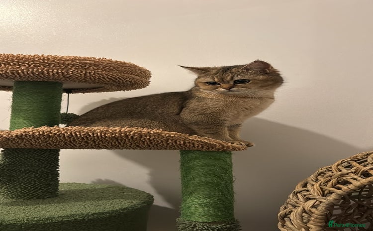 Scottish Fold cats - Advert 11