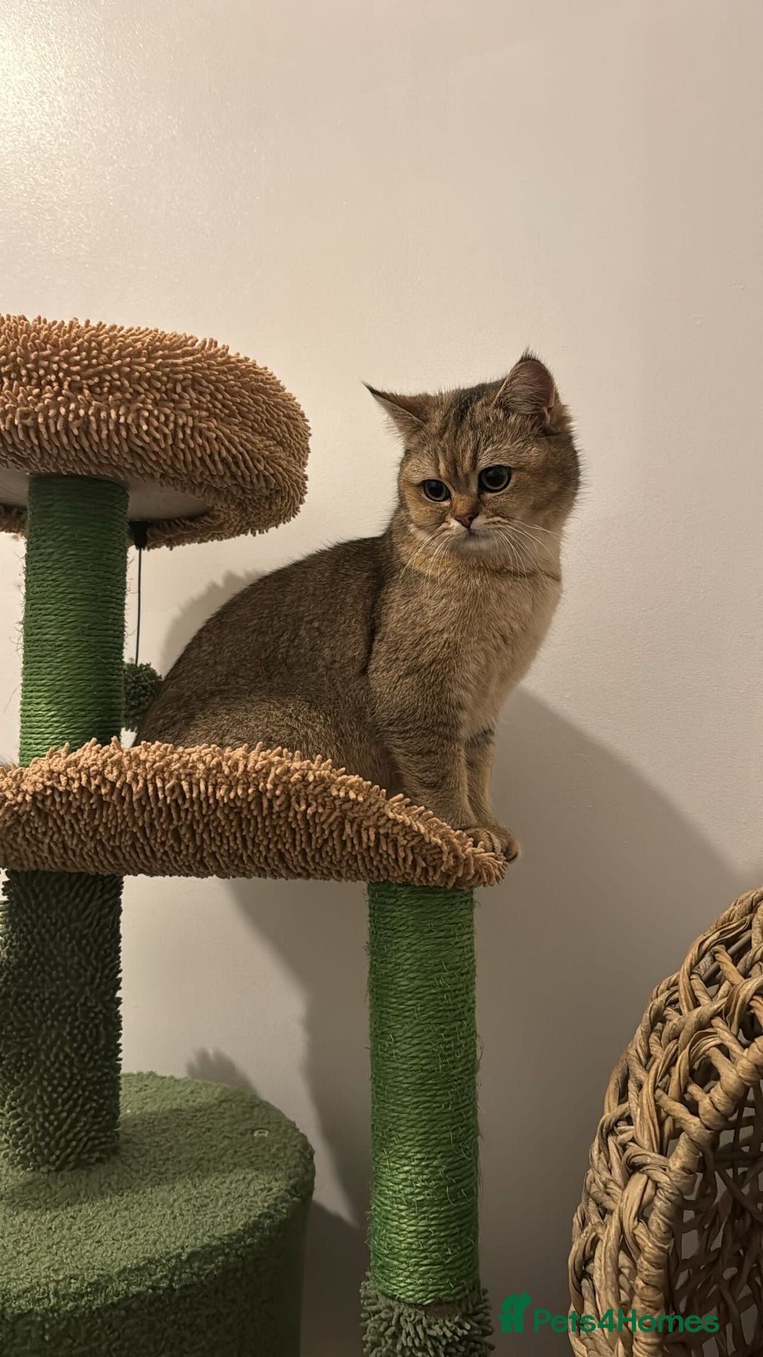 Scottish Fold cats for sale: Scottish straight cat - Image 1