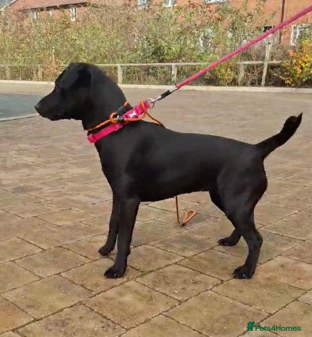 Patterdale Terrier dogs for sale: 12 month Female Patterdale  - Advert 1