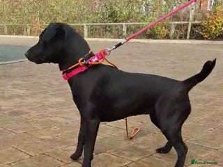 Patterdale Terrier dogs 12 month Female Patterdale - Advert 6