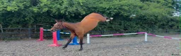 KWPN horses for sale: 17.1hh KWPN 4-Year-Old Mare in Epping - Advert 4