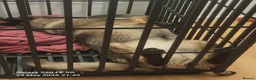 Mixed Breed dogs for sale: German Shepherd X Japanese Akita - Advert 2