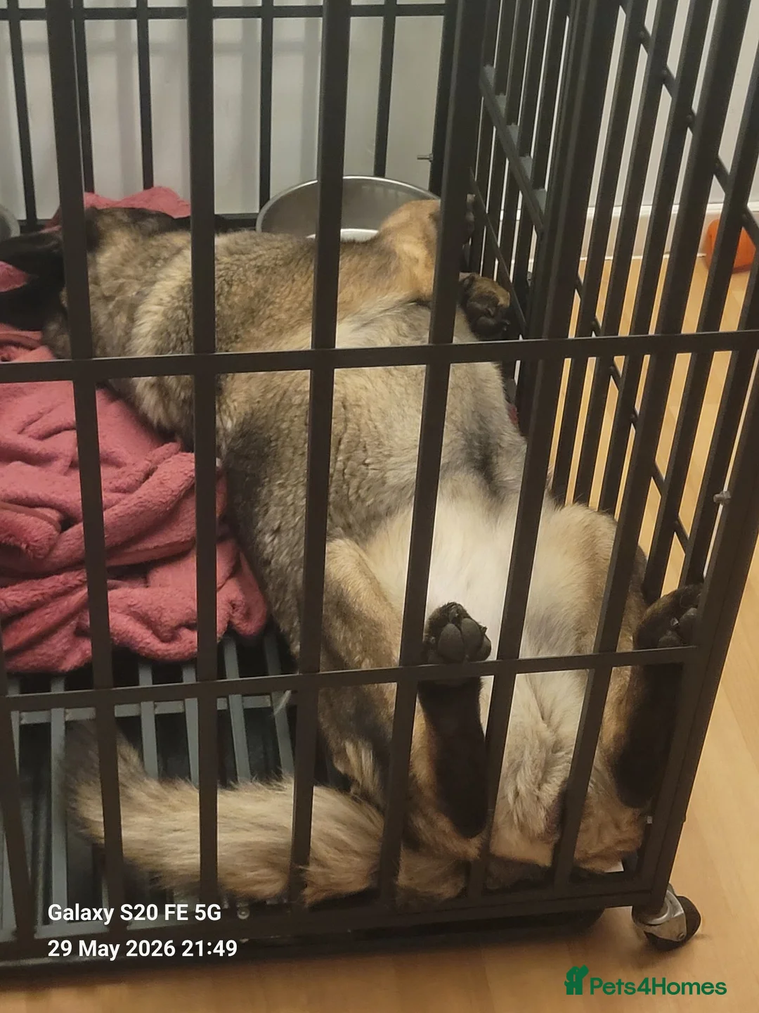Mixed Breed dogs for sale: German Shepherd X Japanese Akita - Advert 2