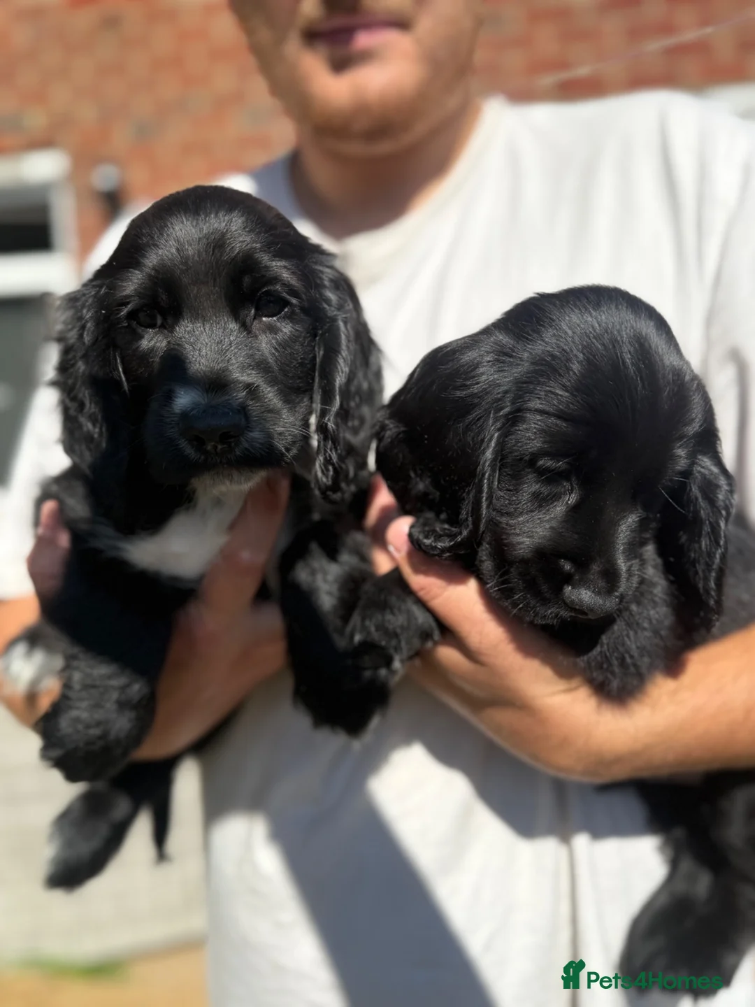 Cocker Spaniel dogs for sale: 1 LEFT - Working Cocker Spaniel Puppies - Advert 2