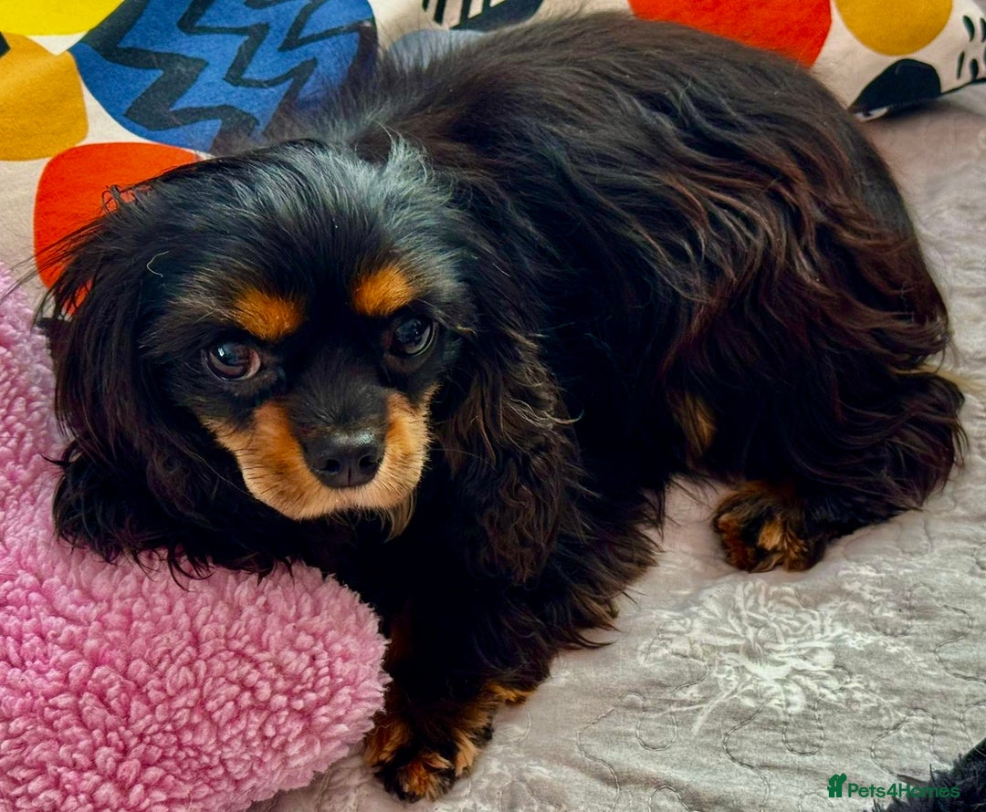 Cavalier King Charles Spaniel dogs for adoption: Button’s Story: From Despair to Love - Image 10
