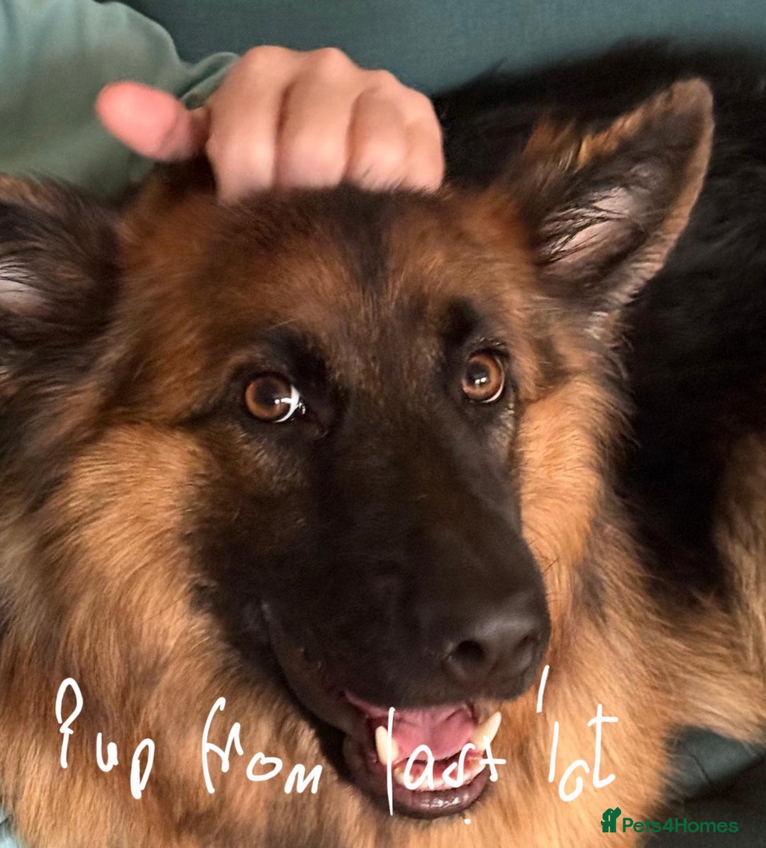 German Shepherd dogs for sale: German shepherd pedigree puppies- four weeks old. - Image 12