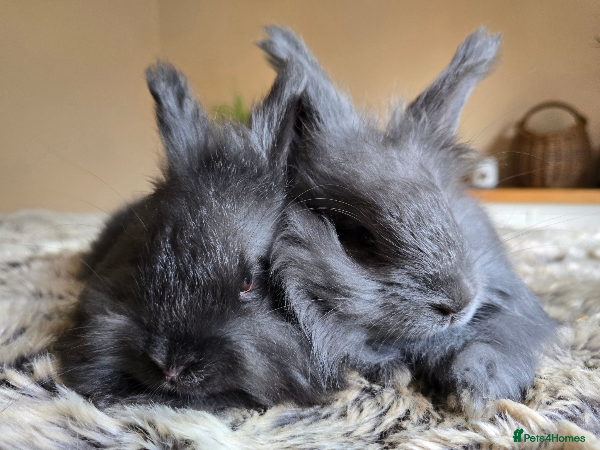 Angora rabbits for sale: Quality Angora Rabbits  - Advert 1