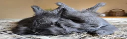 Angora rabbits for sale: Quality Angora Rabbits  - Advert 1