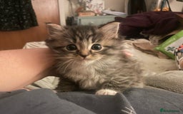 Mixed Breed cats for sale: Grey Tabbies - Image 4