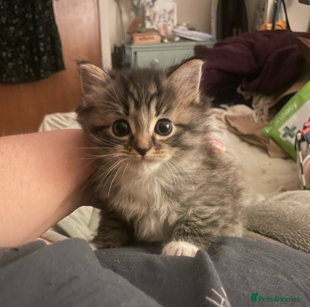 Mixed Breed cats for sale: Grey Tabbies - Image 4