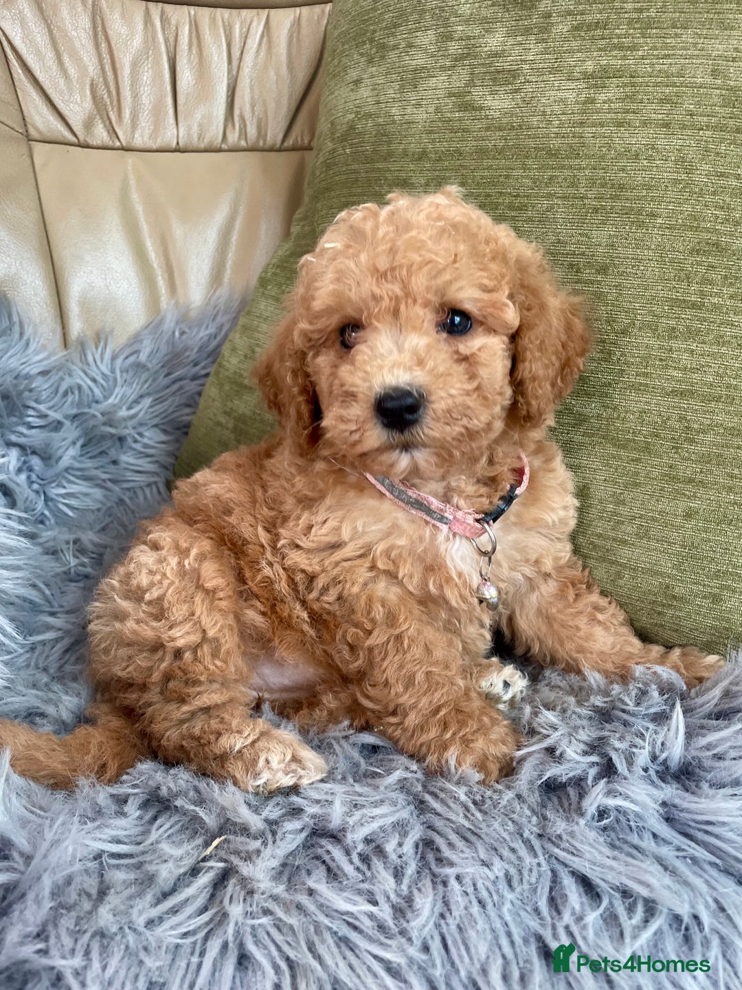 Cavapoo dogs for sale: Stunning boys and girls.  - Image 4