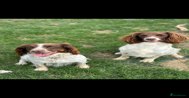 English Springer Spaniel dogs in High Wycombe - Advert 1