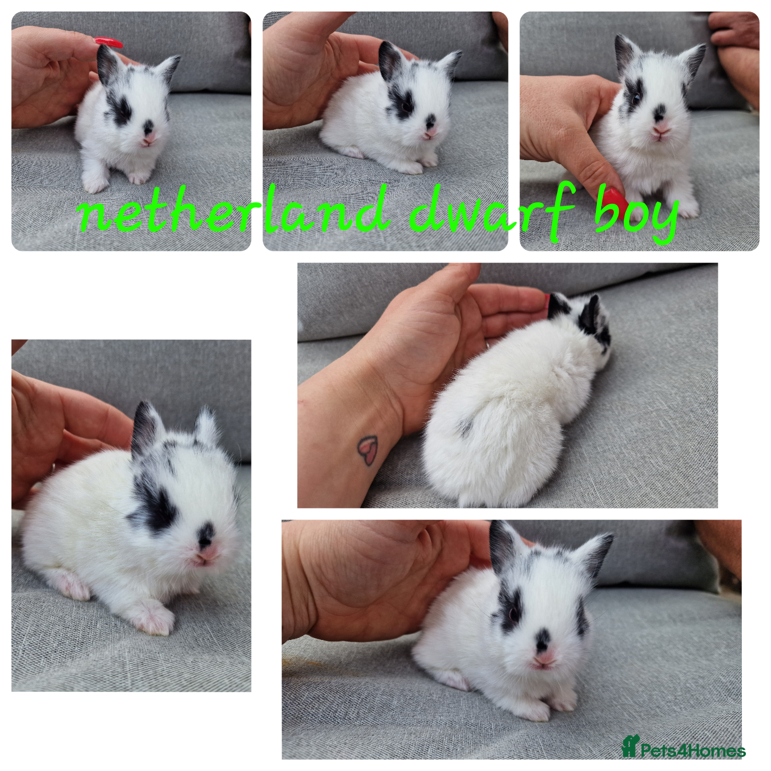 Netherland Dwarf rabbits Netherland dwarf babies available for reserve  - Advert 8