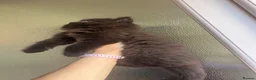 Persian cats for sale: Half Persian Half Long hair Kittens.  - Advert 17
