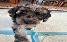 Cavapoo dogs for sale: Gorgeous Rare-Colouring Cavapoo Puppies - Advert 31