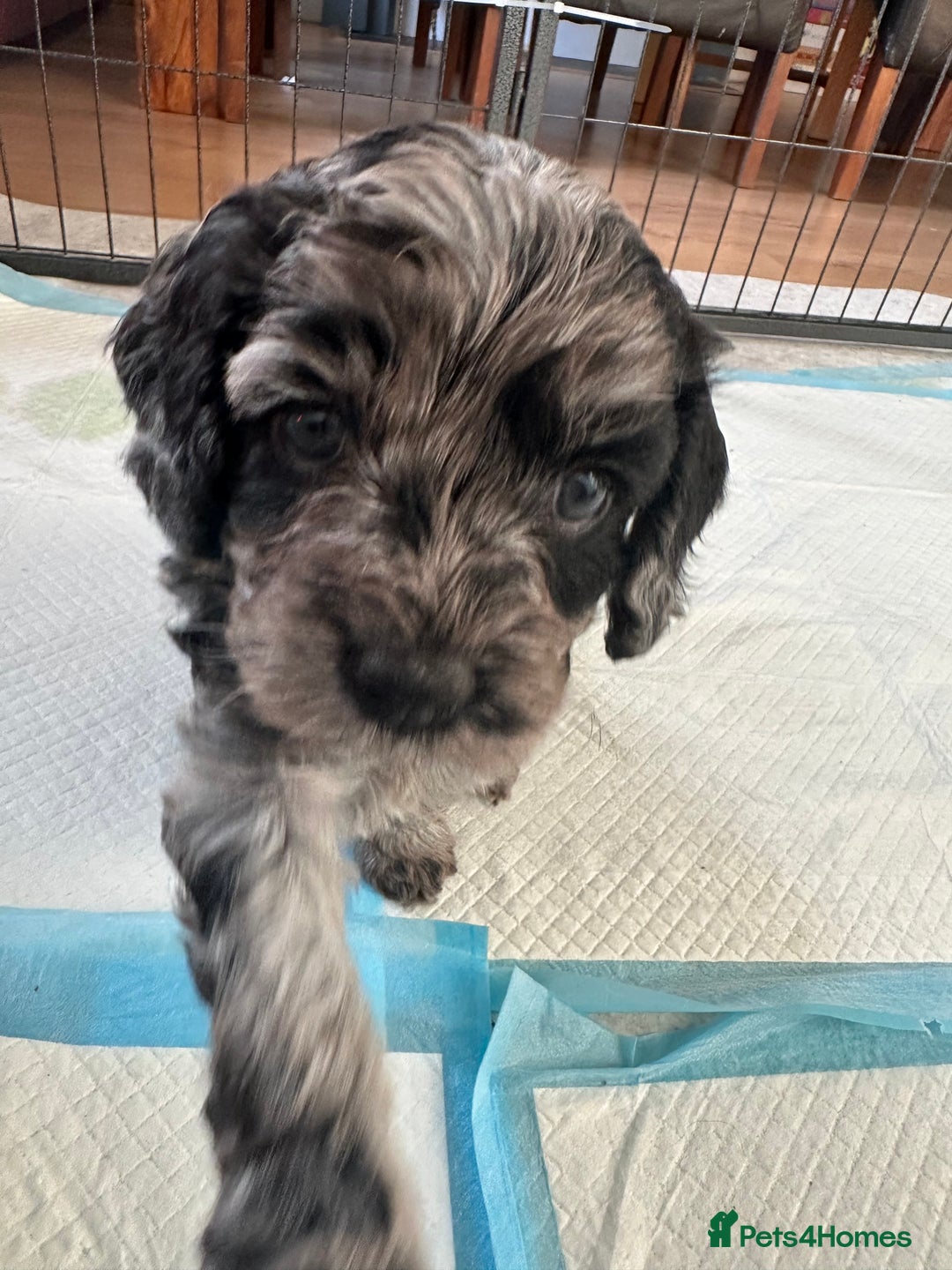 Cavapoo dogs for sale: Gorgeous Rare-Colouring Cavapoo Puppies - Advert 31