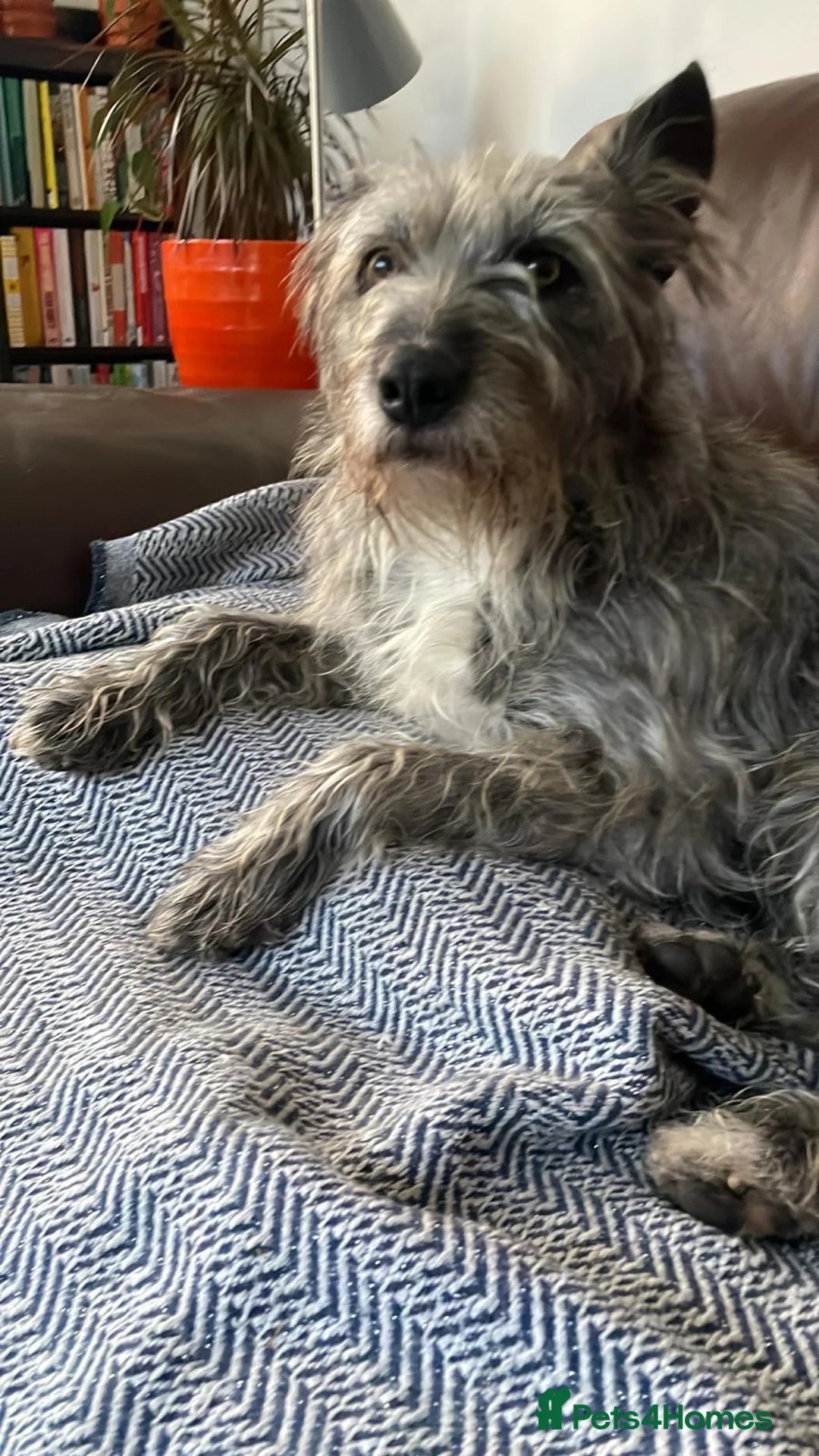 Mixed Breed dogs for adoption: A new home for LOVELY Sissy - Advert 2