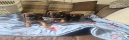 Border Terrier dogs for sale: Beautiful border terrier pups - Advert 6